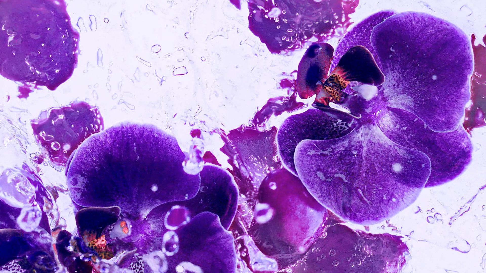 Mor orkide çiçeklerinin yakın çekim fotoğrafı.