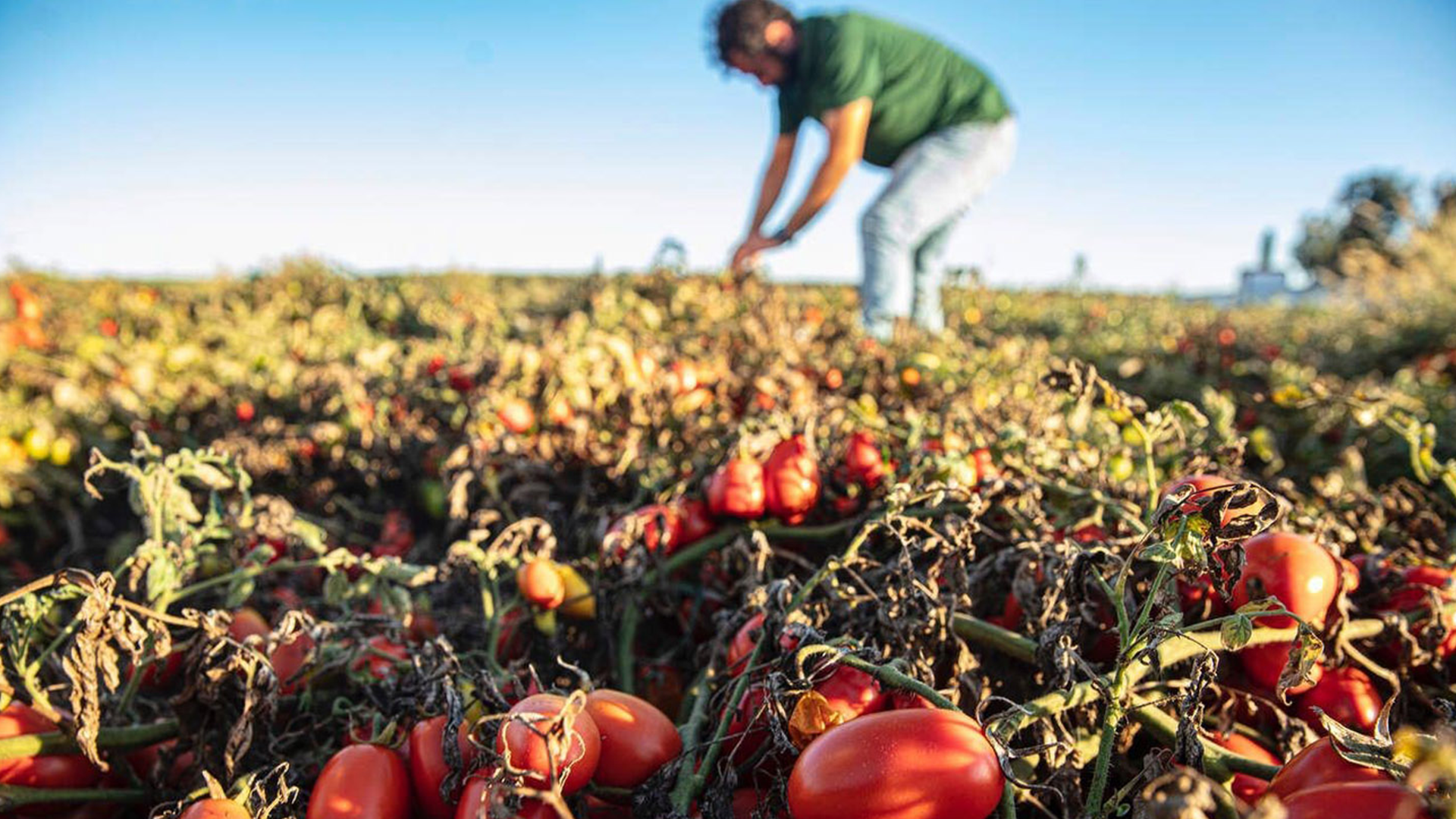 Rejeneratif tarım uygulamalarını hayata geçirmek için Unilever ile birlikte çalışan bir İspanyol çiftçi, domates mahsulünü kontrol ediyor.