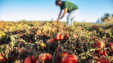 Rejeneratif tarım uygulamalarını hayata geçirmek için Unilever ile birlikte çalışan bir İspanyol çiftçi, domates mahsulünü kontrol ediyor.